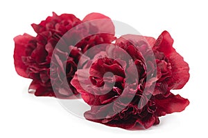 Purple rose hollyhock flower closeup