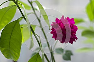 Purple rose, home flower, beautiful plant