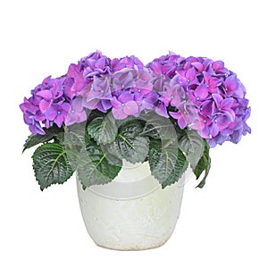 Purple and rose hydrangea, isolated