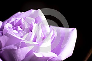 Purple rose kisses by sun
