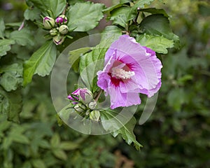 Purple rose mallow bloom and buds in downtown Arlington, Texas. photo