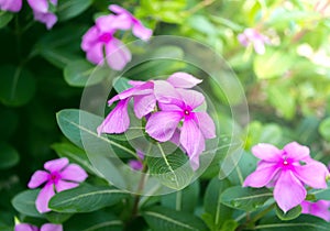 Purple Rose Periwinkle in Flower Garden