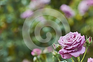 Purple rose in right bottom corner and green blurred background photo