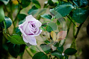 Purple rose - single purple rose.