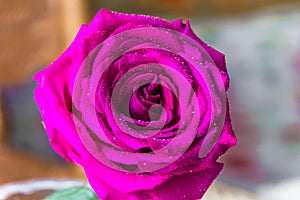 Purple rose with water drops on the petals, close up