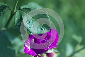 Purple rose with water drops. Rose flower in drops closeup in bl