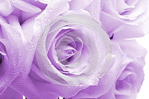 Purple roses