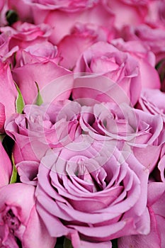 Purple roses background