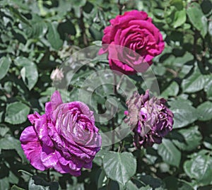 Purple roses on bush in garden