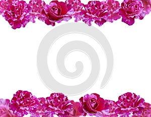 Purple roses flowers frame for text. photo
