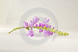 Purple Rough hedge nettle flower isolated on white background