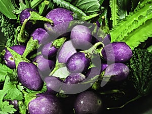 Purple round Bfinjal group with water drops around,fresh vegetable