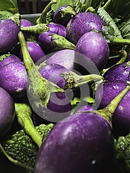 Purple round Bfinjal group with water drops around,fresh vegetable