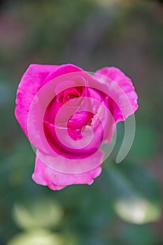 Purple rouse. Close-up