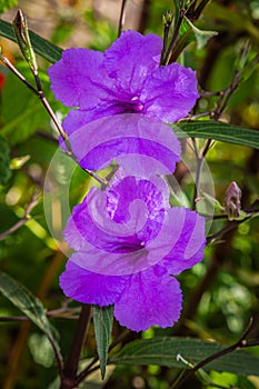 Purple ruellia flowers Ruellia Tuberosa with a leafy background
