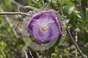 Purple Ruellia simplex flowering plant in Sanibel Island, Miami, USA