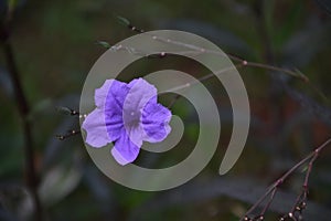 Purple Ruellia Simplex flowers on a dark background