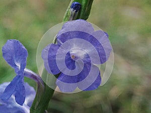 purple ruellia simplex plant flower in bloom