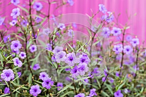 Purple Ruellia tuberosa