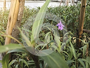 Purple Ruellia tuberosa , ACANTHACEAE in warn light concept