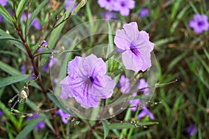 Purple ruellia tuberosa flower