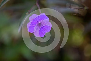 Purple Ruellia tuberosa flower AKA Minnieroot