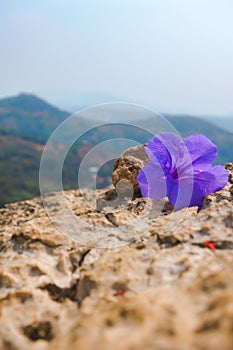 purple Ruellia Tuberosa on rocky ground with blurry mountain background