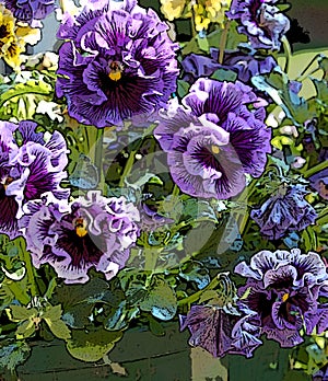 Purple ruffled pansies photo