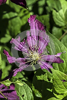 Purple ruined flower macro closeup