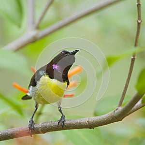 Purple-rumped Sunbird in Minneriya, Sri Lanka