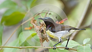 Purple-rumped Sunbird in Minneriya, Sri Lanka photo