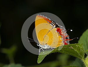 Purple Saffire Butterfly  at Garo Hills,Meghalaya,India