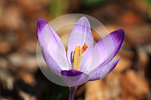 Purple saffron, spring flowers on meadow