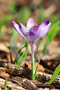 Purple saffron, spring flowers on meadow