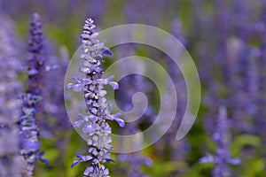 Purple sage