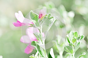 Purple Sage flower