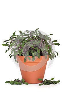 Purple Sage Herb Plant