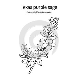 Purple Sage Leucophyllum frutescens , Official State Native Shrub of Texas.