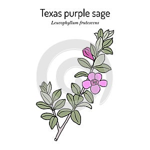 Purple Sage Leucophyllum frutescens , Official State Native Shrub of Texas