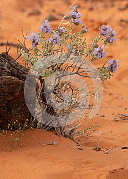 Purple sage plant in bloom in red desert sand