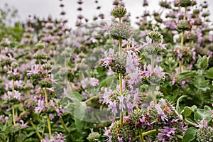 Purple sage Salvia leucophylla blooming in spring, California