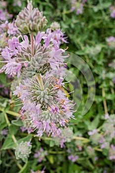 Purple sage Salvia leucophylla blooming in spring, California