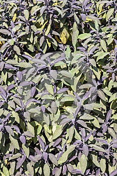 Purple Sage Salvia officinalis `Purpurascens` background