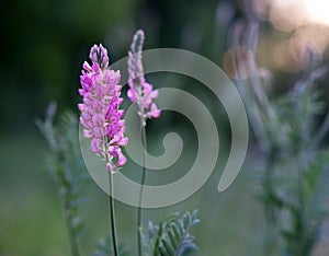 Purple sainfoin flowers in a garden in Halle-Neustadt, Germany