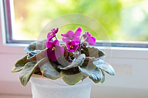 Purple Saintpaulia in a white pot on a windowsill - home plant