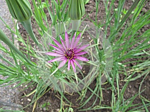 Purple salsify, Tragopogon porrifolius