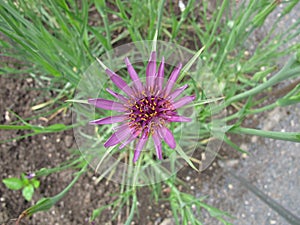 Purple salsify, Tragopogon porrifolius