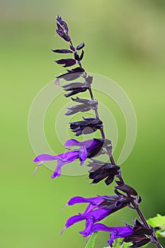 Purple salvia