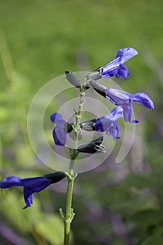 Purple Salvia (Costa Rican Blue)