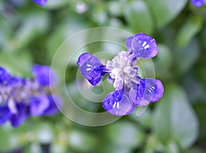 Purple Salvia farinacea sage flower in garden blue flowers with soft focus and blurred background ,macro image, closeup blur